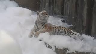 2025年1月4日ザリア雪まみれ#旭山動物園 #zoo #アムールトラ#ザリア