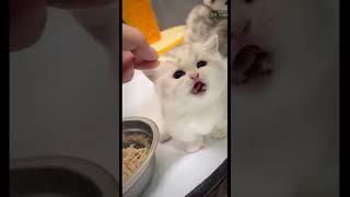 Best Funny Cats and dogs Amazing Viral videos #888XXcute