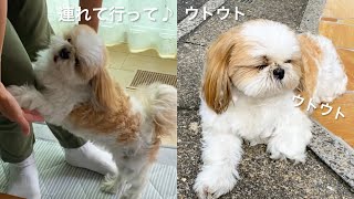 【14歳シーズー】久しぶりに涼しかったので、外へ出たら大喜びでした！【犬vlog】