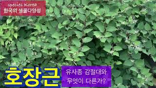 호장근_유사종 감절대와 무엇이 다른가?@biodiversity_Korea