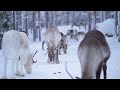 finland winter 4k ultra hd❄snowy forests northern lights relaxation film with calming music