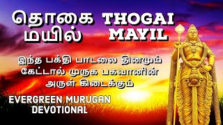 THOGAI MAYIL | தொகை மயில் | Lord Murugan Devotional