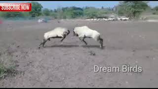 The scene of two sheep goat horns இரண்டு செம்மறி ஆடுகள்  சன்டை போட்டு கொம்பு உடையும்.. #sheepfight