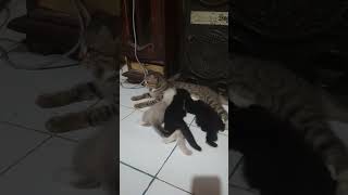 meong jago berburu #meong #kucinglucu #anakkucinglucu