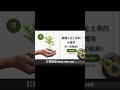 2024冬▲阿里山金萱｜土生土長的台灣茶，台茶12號，試驗代號 2027，俗稱 二七仔｜台灣高山茶，市占率極高的烏龍茶品種，製成風味百百種，你喝的到底是哪一種呢？｜ 阿里山金萱茶 金萱茶 金萱