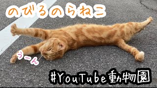 のびるのらねこ／逢妻川サイクリングロード［YouTube動物園］