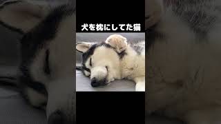 犬を枕にして寝てた猫がかわいい...#猫 #cat