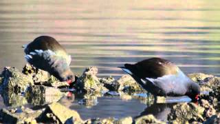 Gallinula chloropus - Urolio arrunta - Gallineta común