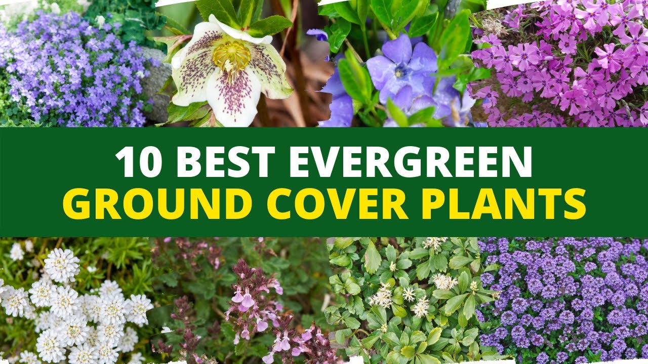 10 Best Evergreen Ground Cover Plants 🌻 - YouTube