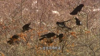 고산에 사는 노랑부리까마귀