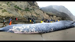 Dead Whales Do Tell Tales | California Academy of Sciences