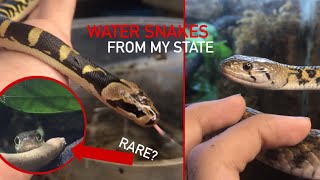 Water snake species of Yangon state Burma🇲🇲🐍