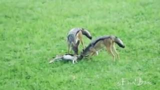 Gazelle attacks Two Jackals