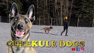 Incredible Dog Training Obedience With Ukami. Belgian Malinois