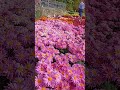 beautiful pink chrysanthemums