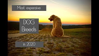 Most Expensive Dog Breeds In 2020