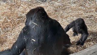 好きなコモモお姉ちゃんに駆け寄るスモモちゃん【2023年5月26日】【上野動物園】ゴリラ