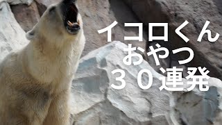 ホッキョクグマ　イコロくんのおやつ30連発　時間をかけて楽しむエンリッチメント　上野動物園　クマ　しろくま