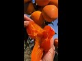 好吃的柿子，果肉嫩滑多汁，可甜了 delicious persimmons the flesh is tender and juicy but sweet shorts