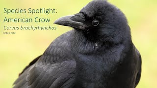 Species Spotlight: American Crow