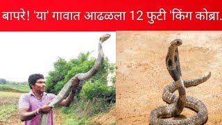 KING COBRA | अबब! 12 फूट लांब किंग कोब्रा : हाताने पकडला #pune  #Marathi #VK News7