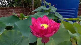 'Red Peony' in my garden