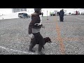 2018.3.18　北海道犬保存会本部函館展　コタロー　幼犬展覧デビュー