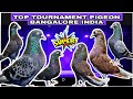 👌SUPER CLASSIC  TOP TOURNAMENT PIGEON BANGALORE 👌