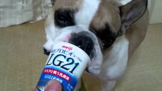 ﾌﾚﾝﾁﾌﾞﾙﾄﾞｯｸﾞFrenchbulldogのゆきち君...大好きなヨーグルトLG21!