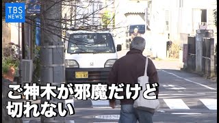 Nスタ５４５：ご神木が邪魔だけど･･･切れない