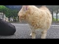 今朝もバイク食堂に出て来てくれた美猫のミミちゃん❗お決まりポーズは決まりませんがコロンは決めてくれたミミちゃんなんだニャン❤️