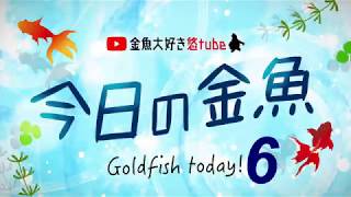 今日の金魚6 金魚大好き悠tube