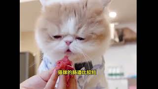 别再让猫咪吃素了，它要吃肉