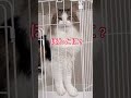 飼い主の体調不良で心配する猫 cat 猫のいる暮らし catlover