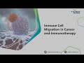 Immune Cell Migration in Cancer and Immunotherapy - Creative Biolabs