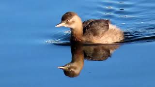 カイツブリ_210_癒し_多摩川_Little Grebe_4K