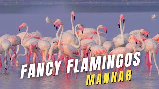 Fancy Flamingos | Mannar, Sri Lanka