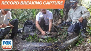 Watch: Florida's Largest Burmese Python To Date Was Found