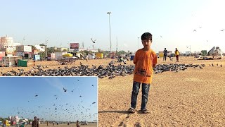 எப்பா எவ்ளோ புறாக்கள் #தமிழ் Every pigeon lover must visit