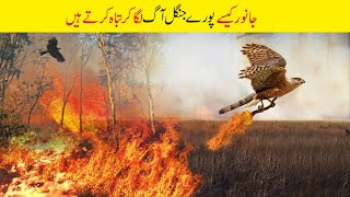 پرندے جنگل میں آگ کیوں لگاتے ہیں؟  | Why Birds Set Fire in the Jungle | Best Animal Facts in urdu