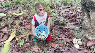 Monkey SinSin discovered a nest of quail eggs and the way he harvested them was very clever