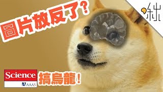 圖片放反了? Science期刊搞烏龍? | 一探啾竟 第26集 | 啾啾鞋