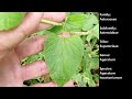 bluemink ageratum houstonianum