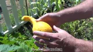 Overripe Yellow Crookneck Squash