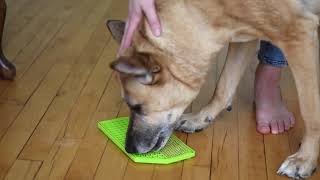 Mighty Paw Dog Lick Pad: A Fun Slow Feeder and Boredom Buster For Your Dog + Lick Mat Recipe