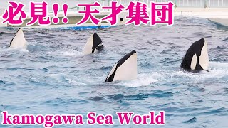 鴨川シーワールドのシャチ達とトレーナーさん達最高すぎます!! KamogawaSeaWorld Orcas