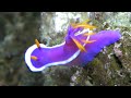 bullock s sea slug hypselodoris bullock