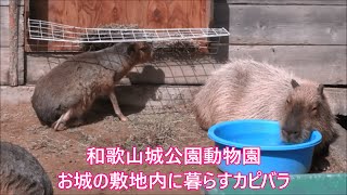 カピバラ （和歌山城公園動物園篇）お城のカピバラ①