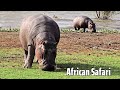 safari dreams explore africa s majestic wildlife and landscapes