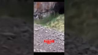 CAMERA RECORDS BIGFOOT FIGHTING A PACK OF COYOTES IN CAVE!